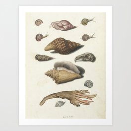 Shellfish, seaweed, snails and bunny skull - circa 1560 Art Print