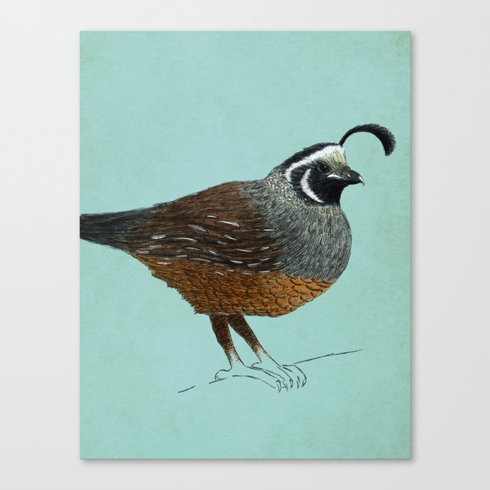 Quail Canvas Print