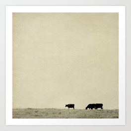 Black Angus Cattle  Art Print