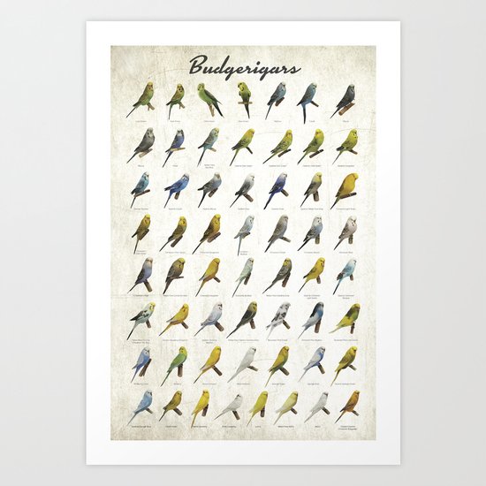 Budgerigar Colors Poster Art Print