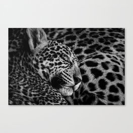 Jaguars Canvas Print