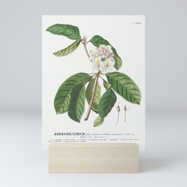 Plantae Selectae No. 66–Rhododendron or Snow–rose by Georg Dionysius Ehret. Mini Art Print