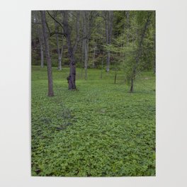Swedish forest Poster
