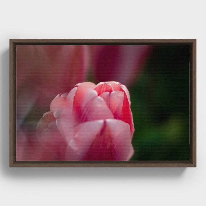 Artistic Close-up of Pink Tulip  Framed Canvas