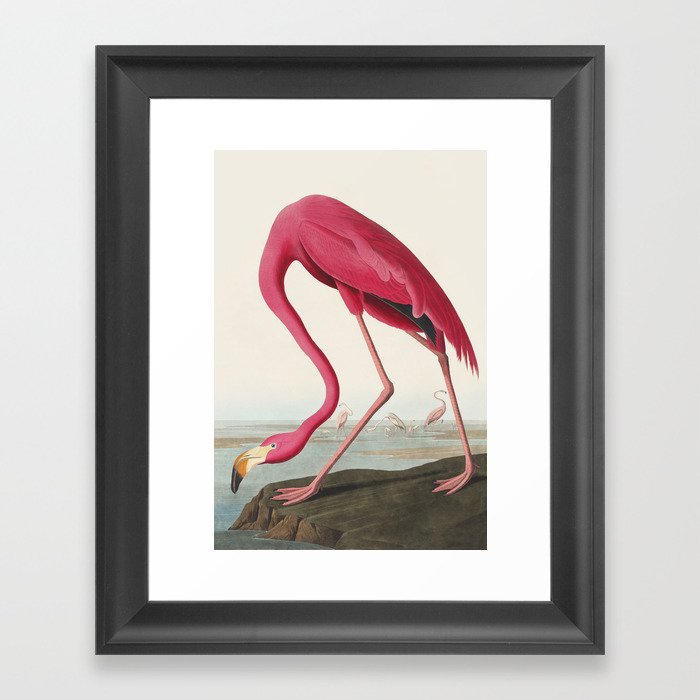 American Flamingo-Audubon Birds of America Framed Art Print