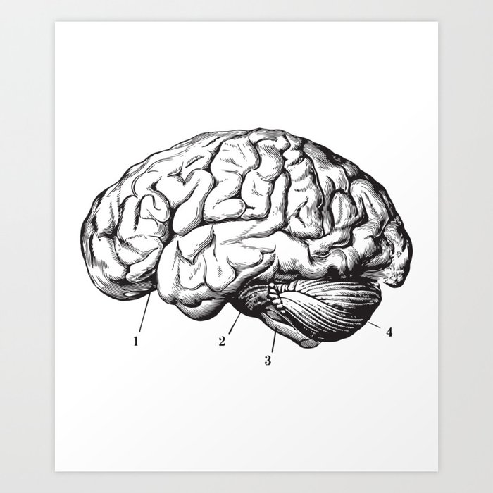 human brain drawing side view