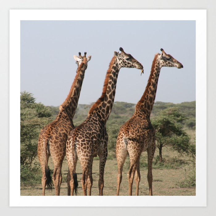 South Africa Photography - Three Giraffes Enjoying The View Art Print