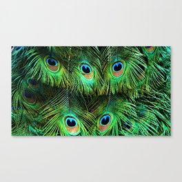Background - Peacock - Feather - Animal - Bird - Nature. Little sweet moments. Canvas Print