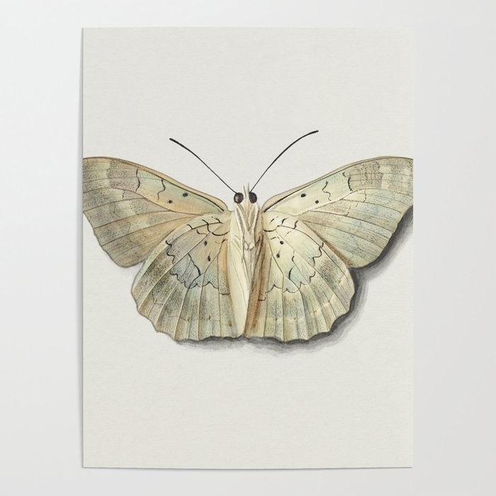 White Moth Poster