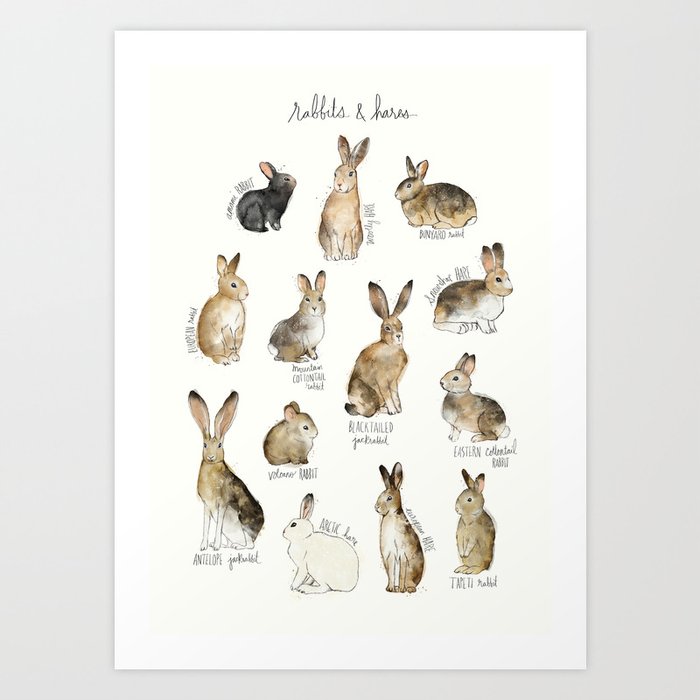 Rabbits & Hares Art Print