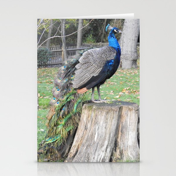 Peacock standing on short tree trunk Stationery Cards