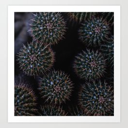 Prickly Cactus Art Print