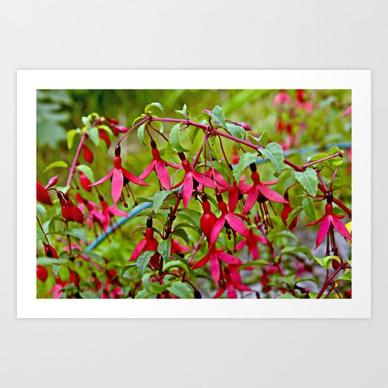 Pink Fuchsia Blossoms Art Print