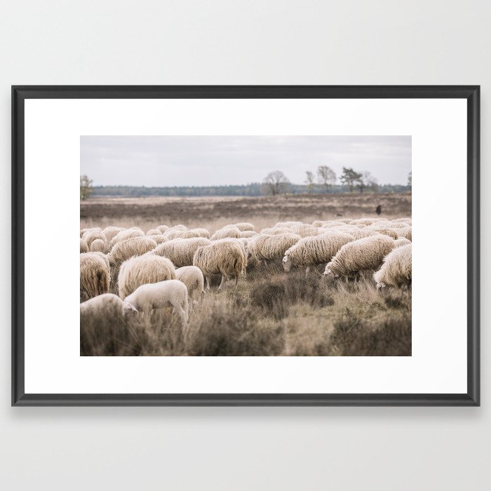 Landscape of Sheep Framed Art Print