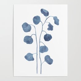 Rounded Eucalyptus blue leaves. Poster