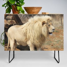 South Africa Photography - Beautiful Lion Standing By Some Timber Credenza