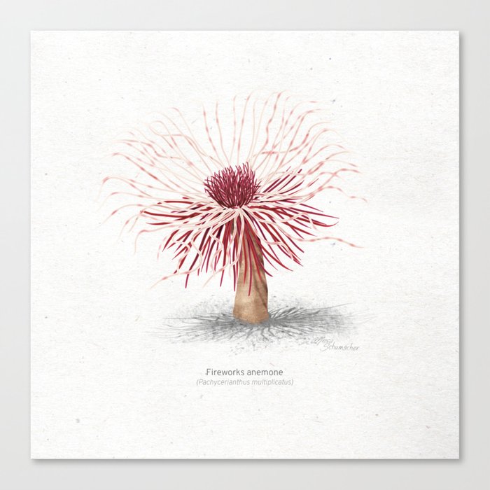 Fireworks anemone scientific illustration art print Canvas Print
