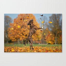 Happy German Boxer Dog Catching Falling  Canvas Print