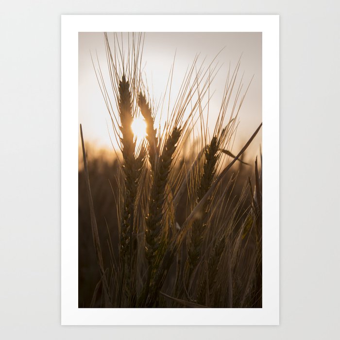 Wheat Holding the Sunset Art Print