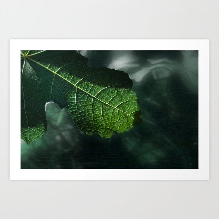 Fig leaf Art Print