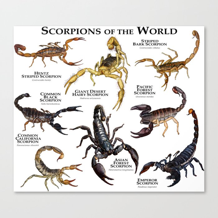Scorpions Of The World Canvas Print By Wildlife Art Society6