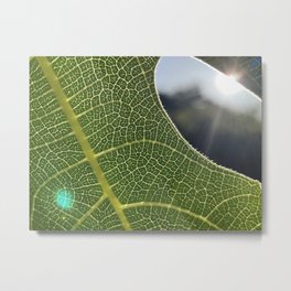 Sun3 Metal Print | Sun, Depthoffield, Color, Floral, Nature, Natural, Green, Botanical, Shine, Seethrough 