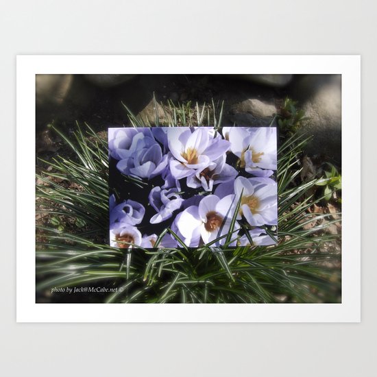 Conjuring the Crocuses in March Art Print