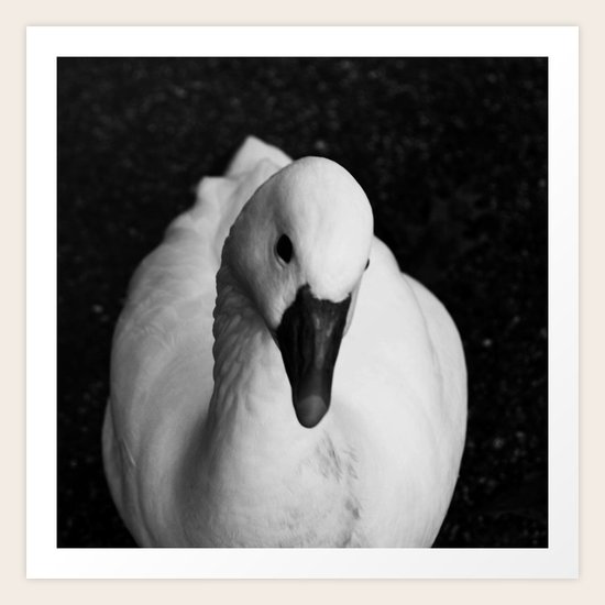 White Swan Art Print
