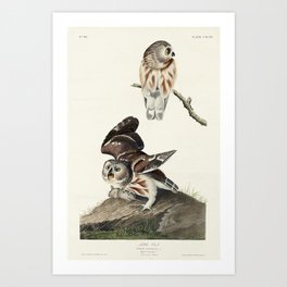 Little Owl from Birds of America (1827) by John James Audubon  Art Print