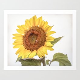 Sunflowers 10 Art Print