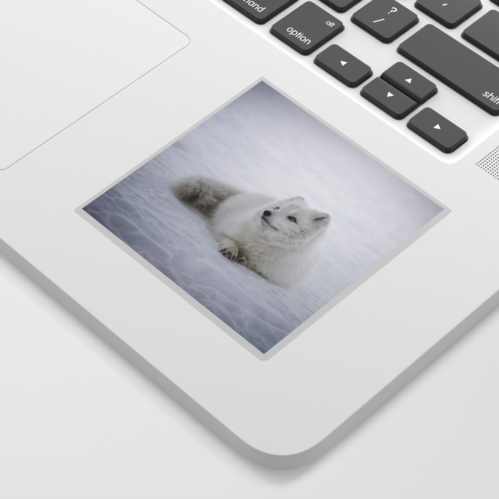 White snow arctic fox Sticker