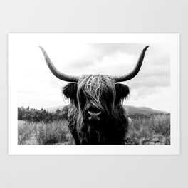 Scottish Highland Cattle in Black and White - Animal Photograph Art Print