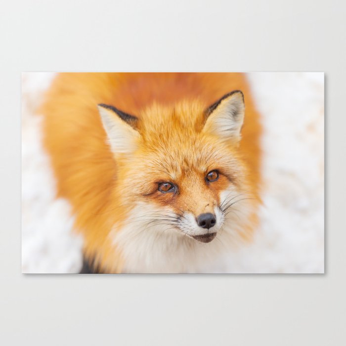 Japanese red fox resting, sleeping and playing in the white snow forest background in Japan Canvas Print