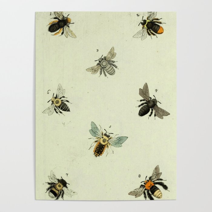 Bee Species Poster