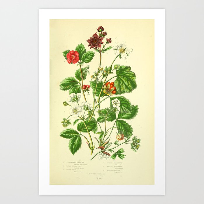 Wild strawberry and raspberry by Anne Pratt, 1800s (benefitting The Nature Conservancy) Art Print