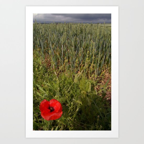 Unripe Wheat Field and Poppy Art Print