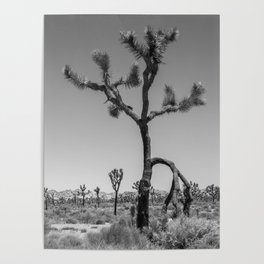 Joshua Tree in Black & White Poster