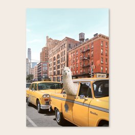 Alpaca in New York Canvas Print