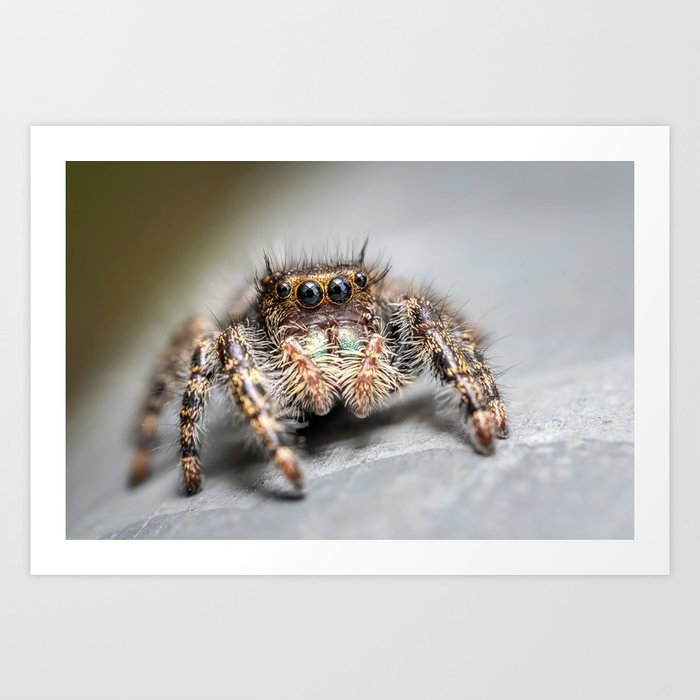 Springtime Macro Marvels: Jumping Spider Art Print