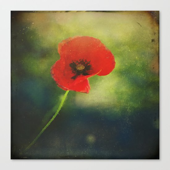 I found a Poppy Canvas Print