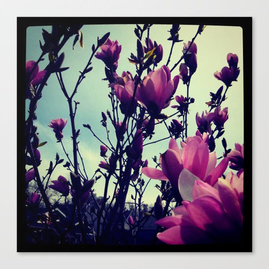 Magnolias Canvas Print