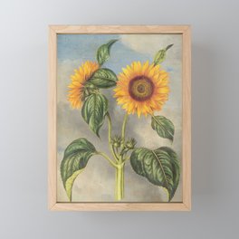 Vintage sunflower grunge style 5 Framed Mini Art Print