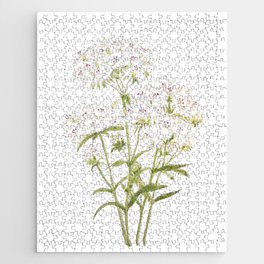 white sweet William  ink and watercolor painting Jigsaw Puzzle
