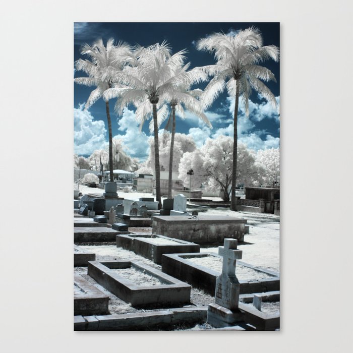 PALMS Canvas Print