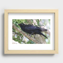 Torresian Crow Recessed Framed Print