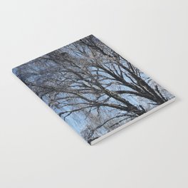 Frozen Winter Birch Trees Notebook