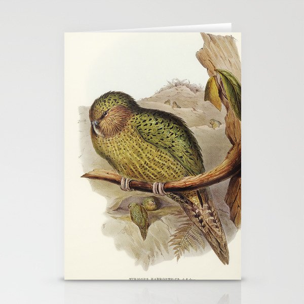 Kakapo (Strigops habroptius) illustrated by Elizabeth Gould (1804–1841) for John Gould’s (1804-1881) Stationery Cards