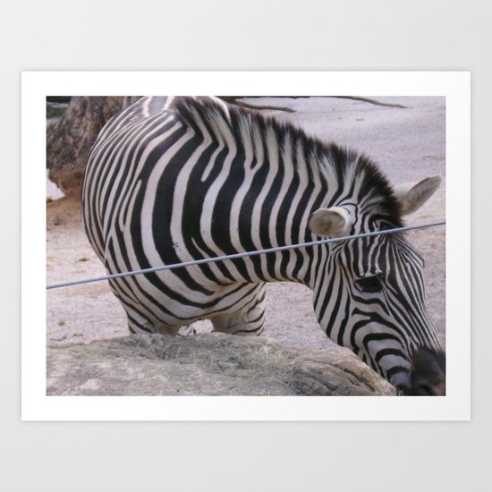 zebra Art Print