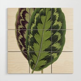 Calathea Veitchiana Leaf Wood Wall Art