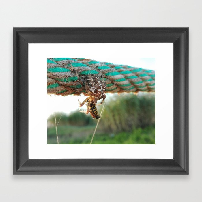 Spider eating a wasp Framed Art Print